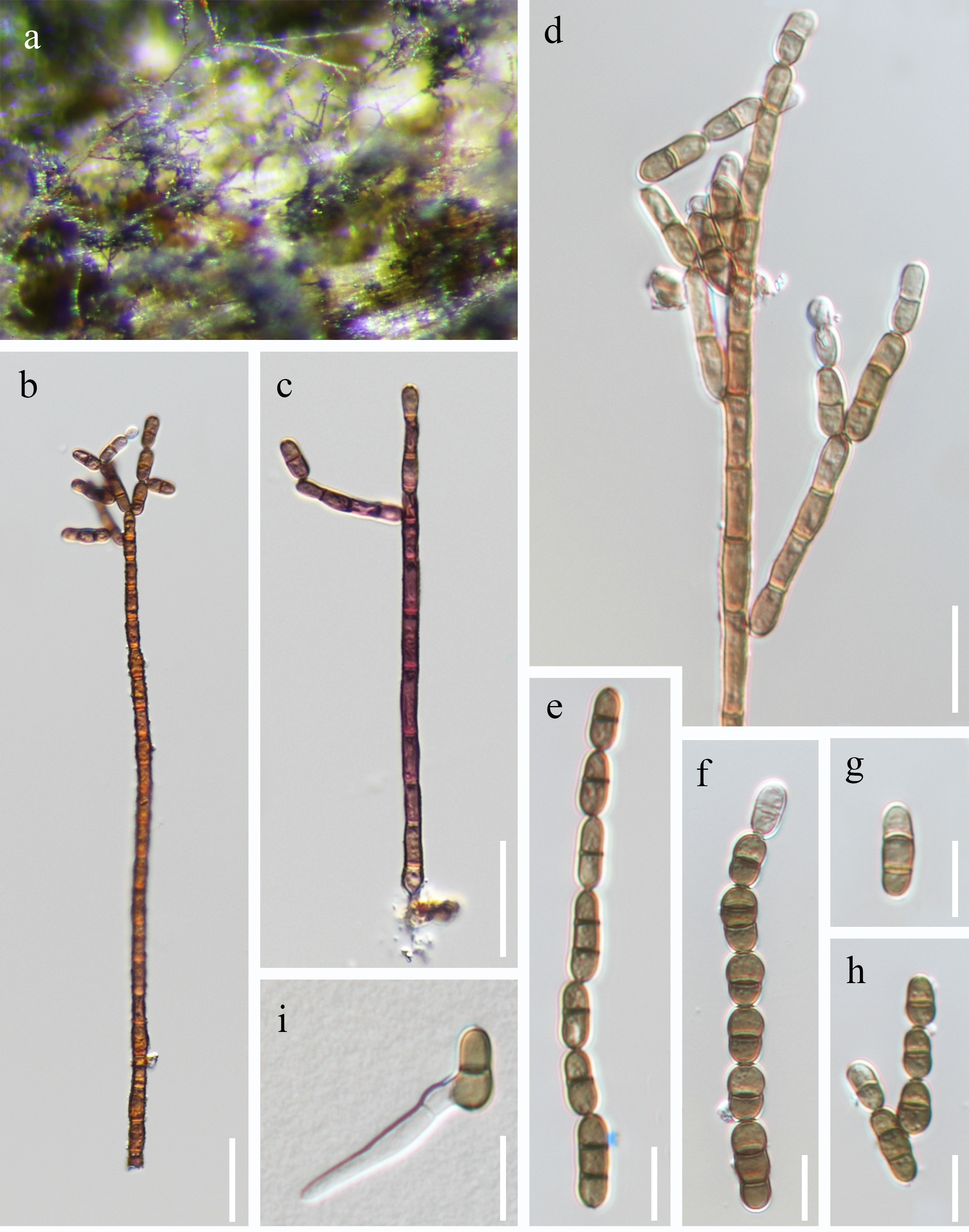 Figure 27